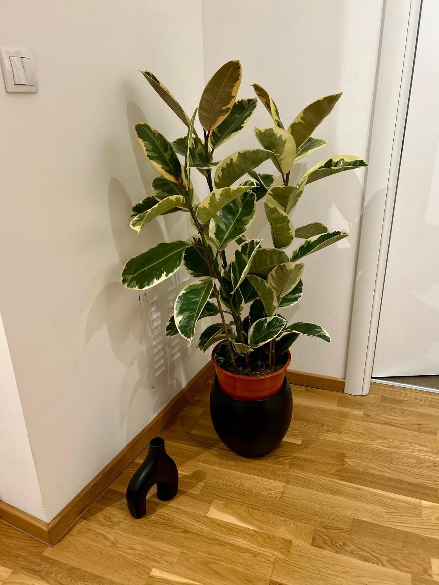 Silversea Apartman Šabac 外观 照片